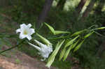 Easter lily